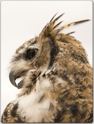 horned owl_1.jpg